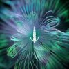 Pochette CamelPhat feat. Monolink & Innellea - Shelter CamelPhat feat. Monolink & Innellea - Shelter