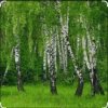 Pochette Дмитрий Романов & Инна Улановская - Родные края Дмитрий Романов & Инна Улановская - Родные края