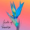 Pochette From:Ksusha & Yongue - Birds Of Paradise From:Ksusha & Yongue - Birds Of Paradise