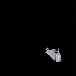 Pochette Bob Moses - Like It Or Not