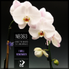 Pochette Across the Universe ft. Anna Miracles - I Will Remember (Original mix) Across the Universe ft. Anna Miracles - I Will Remember (Original mix)