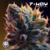Pochette T-Kay - Ganjah VIP (Original Mix) T-Kay - Ganjah VIP (Original Mix)