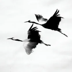Pochette kavabanga Depo kolibri - Журавлі