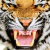 Pochette Ottosiderspunk - Crouching Tiger Ottosiderspunk - Crouching Tiger