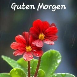 Pochette unknown - Guten Morgen guten tag