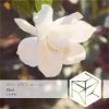 Pochette DJ Classbuse & SINKin - Zhizi (Intro Mix) DJ Classbuse & SINKin - Zhizi (Intro Mix)