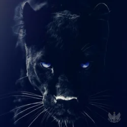 Pochette Adam Jamar - Black Panther
