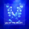Pochette Boris Brejcha - Lily At The Valley Boris Brejcha - Lily At The Valley