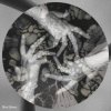 Pochette Atmos-fear - Por suerte soy fragil Atmos-fear - Por suerte soy fragil