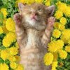 Pochette Bronis AI - Уснул мой котёнок Bronis AI - Уснул мой котёнок