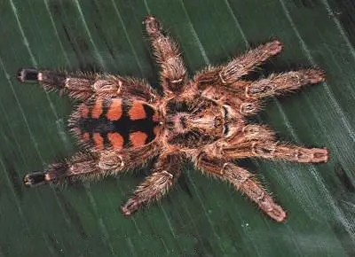 Araignée Avicularia Minatrix